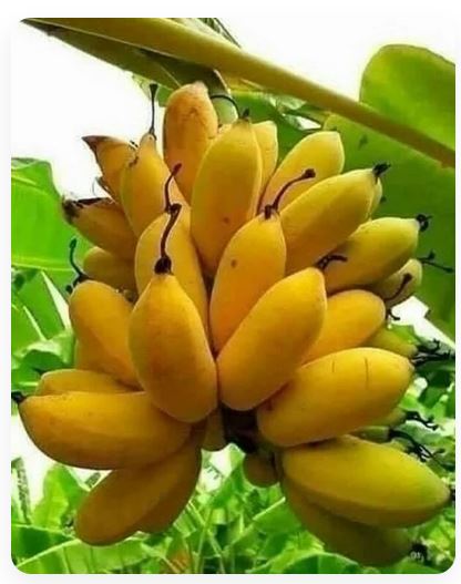 pisang kirana super